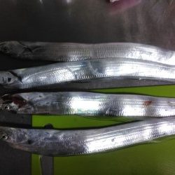 今年も有田へ太刀魚・・